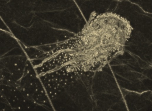Jellyfish